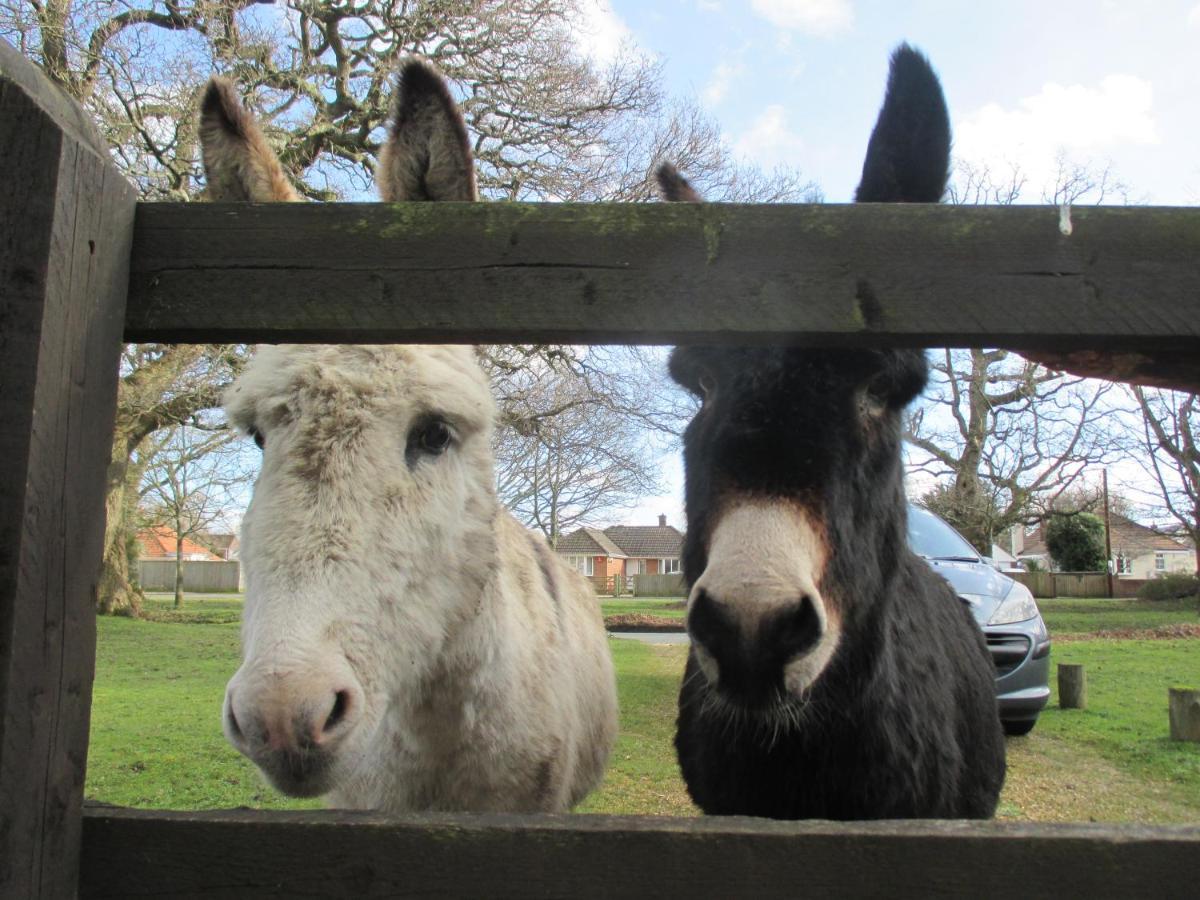 Hops Main House, Brockenhurst, New Forest 빌라 외부 사진